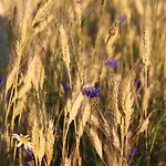Modena באד שטבן