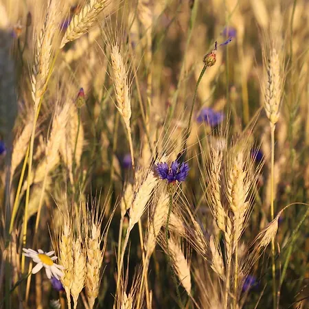 Modena 바트스테벤